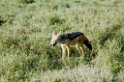 Ndutu Black-backed Jakal00