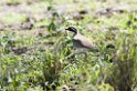Ndutu Bronze-winged Courser00