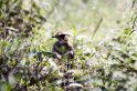 Ndutu Bronze-winged Courser01