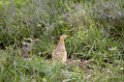 Ndutu Chestnut-bellied Sandgrause00