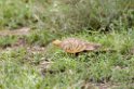 Ndutu Chestnut-bellied Sandgrause01