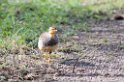 Ndutu Cocoi Francolin00