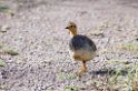 Ndutu Cocoi Francolin01