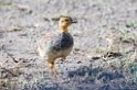 Ndutu Cocoi Francolin02