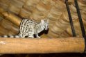Ndutu Genet00