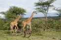 Ndutu Giraf