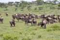 Ndutu Gnu flok02