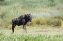 Ndutu Gnu flok03