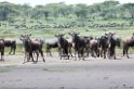 Ndutu Gnu flok08