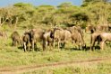 Ndutu Gnu flok20_1
