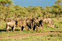 Ndutu Gnu flok22
