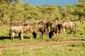 Ndutu Gnu flok23