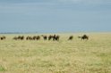 Ndutu Gnu vandring00