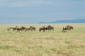 Ndutu Gnu vandring01