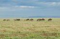 Ndutu Gnu vandring02