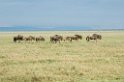 Ndutu Gnu vandring03