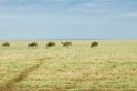 Ndutu Gnu vandring04