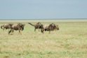 Ndutu Gnu vandring05