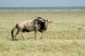 Ndutu Gnu vandring06