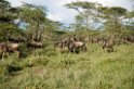 Ndutu Gnu10