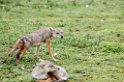 Ndutu Golden Jackal00