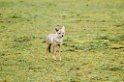 Ndutu Golden Jackal00_1