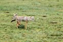 Ndutu Golden Jackal01_1