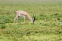 Ndutu Grant Gazelle00