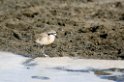Ndutu Kitlitzs plover00