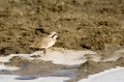 Ndutu Kitlitzs plover01