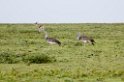 Ndutu Kori Bustard00