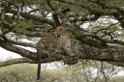Ndutu Leopard00