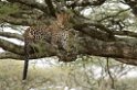 Ndutu Leopard01