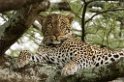 Ndutu Leopard03