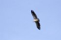 Ndutu Rüppells  Vulture03