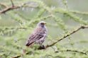 Ndutu Rufous-tailed Weaver00