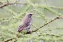 Ndutu Rufous-tailed Weaver01