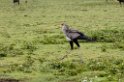 Ndutu Secretarybird00