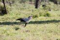 Ndutu Secretarybird05