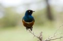 Ndutu Superb Starling01