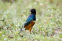 Ndutu Superb Starling03