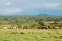 Ndutu regnbue