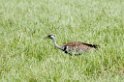 Ngorongoro Black-b bustrard00