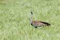 Ngorongoro Black-b bustrard01