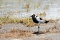 Ngorongoro Blacksmith Plover02