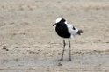 Ngorongoro Blacksmith plover00