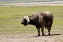 Ngorongoro Buffalo04