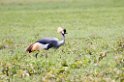 Ngorongoro Crowned Crane03