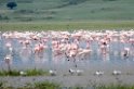 Ngorongoro Flamingo06