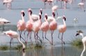 Ngorongoro Flamingo09